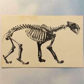 Vtg La Brea Tar Pits Postcard Saber Tooth Cat Fossil Pleistocene Paleontology