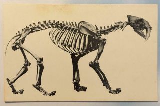 Vtg La Brea Tar Pits Postcard Saber Tooth Cat Fossil Pleistocene Paleontology 2