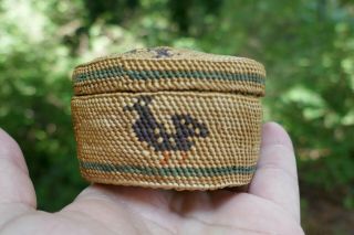 Vtg.  Nootka Native Fine Woven Cabinet/treasure Basket - Polychrome Bird Design