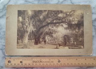 Large Antique Cabinet Card - Bonaventure Cemetery,  Savannah,  Georgia