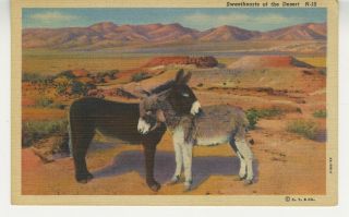 Az Postcard Burros - Sweethearts Of The Desert - Arizona Vtg Linen C13