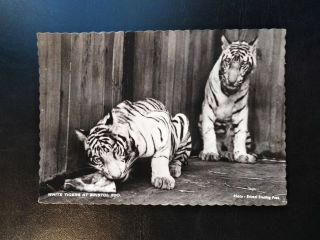 Bristol Zoo White Tigers Vintage Rppc