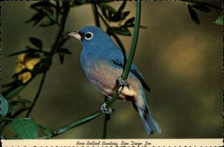 Rose Bellied Bunting Bird San Diego Zoo California Vintage Postcard