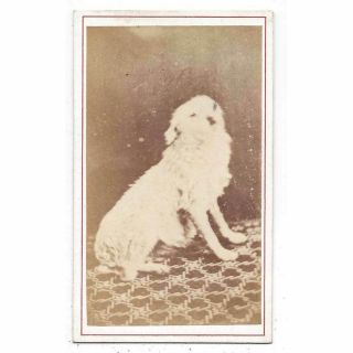 Cdv Victorian Pet Dog Carte De Visite Photograph