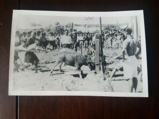 Hong Kong,  China,  Beheading A Goat.  Vintage Real Photo Postcard 3