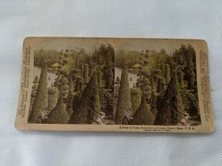 Antique Stereoview Photo Card A Poem In Trees Hunneywell 