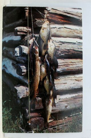 Scenic Mixed Bag Northern Pike Perch Wall Eyed Postcard Old Vintage Card View Pc