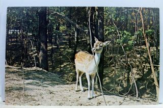 Indiana In Parke County Gentle Deer Postcard Old Vintage Card View Standard Post