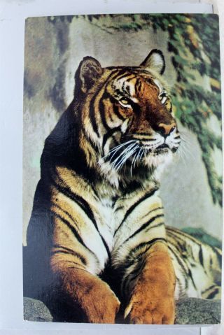 Illinois Il Chicago Brookfield Zoo Tiger Postcard Old Vintage Card View Standard