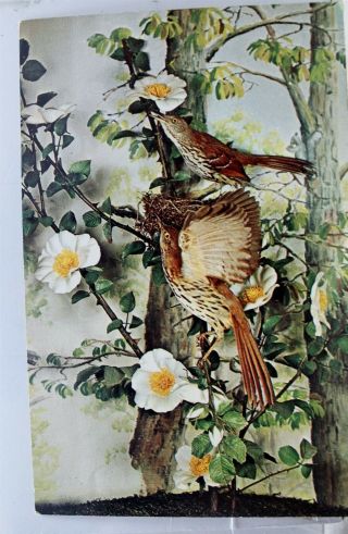 Georgia Ga State Flower Cherokee Rose Tree Live Oak Postcard Old Vintage Card Pc
