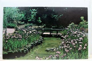 Oregon Or Portland Japanese Garden Yatsuhashi Iris Postcard Old Vintage Card Pc