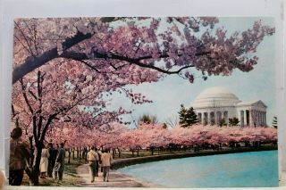 Washington Dc Thomas Jefferson Memorial Cherry Blossom Time Postcard Old Vintage