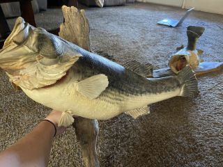 Vintage Real Skin Bass Fish Taxidermy Mount Cabin Decor 20 Inch