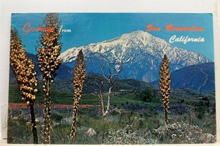 California Ca San Bernardino Peak Greetings Postcard Old Vintage Card View Post