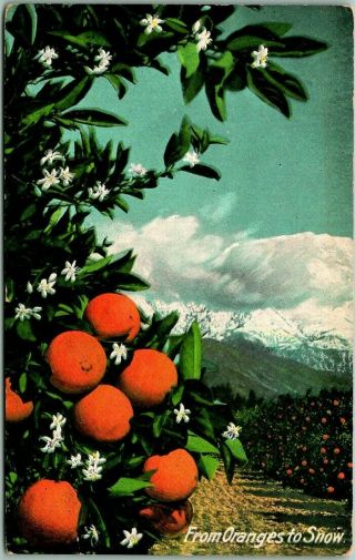 Vintage 1910s California Postcard " From Oranges To Snow " Orange Grove / Mountain