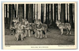 Vintage Picture Postcard Wolves Whipsnade Zoo Bedfordshire