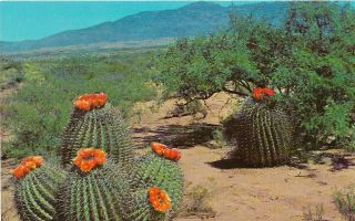 Vintage Arizona Chrome Postcard Mexico Barrel Cactus Desert