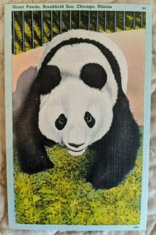 Vintage Linen Postcard Giant Panda Mei Mei Brookfield Zoo Chicago Il Animal Bear