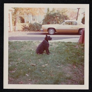 Vintage Photograph Adorable Puppy Dog Sitting On Lawn By Vintage Car / Auto