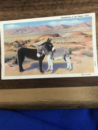 Vintage Color Linen Postcard Of Two Burros In The Desert