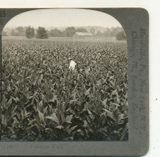 A Tobacco Field In Connecticut Ct Keystone Stereoview C1900