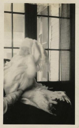Vintage Out Of Focus Photo Baby Being Held Up By Window 1910s - 20s