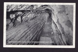 Old Vintage Postcard Of Monarch Or Tunnel Tree Petrified Forest Ca