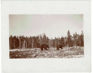 Early Photo Bears Feeding At Fountain Hotel Garage Dump - Yellowstone Park