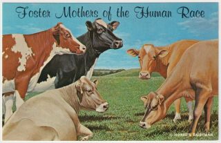 Vintage Postcard - Foster Mothers Of The Human Race - 1970