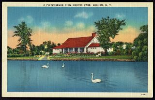 York,  Auburn Hoopes Park Lake View With Swans Vintage Linen Postcard Ny2a