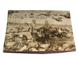 Vintage 1909 W.  H.  Martin Postcard Ducks Geese How They Grow In Our Country N18