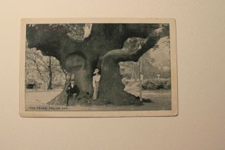 Vintage Postcard Major Oak - Sherwood Forest
