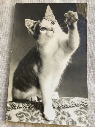 Vintage Real Photo Postcard Cat Kitten Waving Paw Rppc