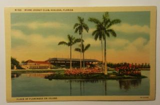 Vintage Florida Postcard Miami Jockey Club Horse Racetrack Hialeah Fl Casino