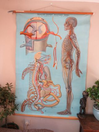 Vintage Anatomical Medical School Chart Of The Human Nervous System 1948