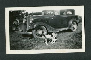 Vintage Photo 1933 Chevrolet Chevy Car & Pet Beagle Dogs 437136