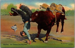 Vintage Rodeo Cowboy Postcard " Sharkey The Famous Bucking Bull " Curteich Linen