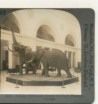 African Elephants Field Museum Chicago Il Keystone Animal Stereoview C1900