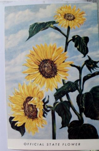 Kansas Ks State Flower Sunflower Postcard Old Vintage Card View Standard Post Pc