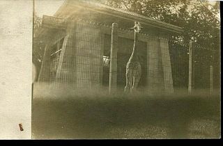 Vintage Early 1900`s Real Photo Postcard Giraffe At A Zoo - Toledo,  Ohio ??