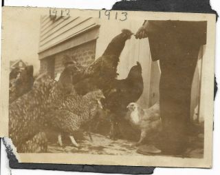 Vtg Antique Abstract Photo Out Of Frame Man Hand Feeds Chickens Rooster Hen 1913