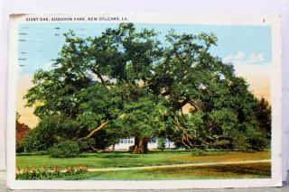 Louisiana La Orleans Audubon Park Giant Oak Postcard Old Vintage Card View
