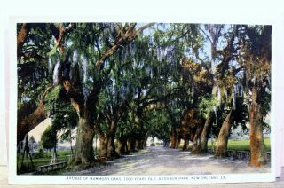 Louisiana La Orleans Audubon Park Mammoth Oaks Avenue Postcard Old Vintage