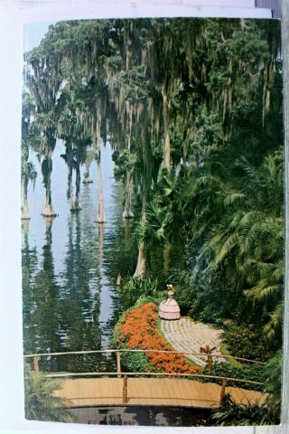 Florida Fl Cypress Trees Hanging Spanish Moss Postcard Old Vintage Card View Pc