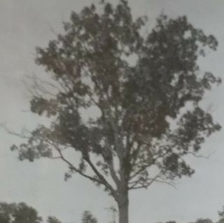 Hickory Tree,  Rare Keystone Magic Lantern Glass Slide