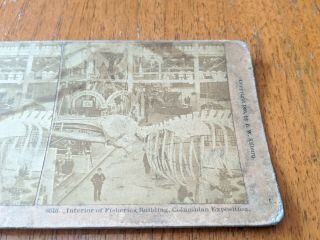 1893 Columbian Exposition Stereoview Interior Fisheries Building Fossil Bones