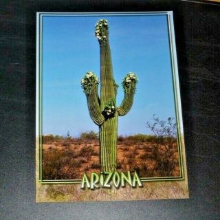 Postcard Vintage 4 X 6 Arizona Saguaro Cactus In Bloom