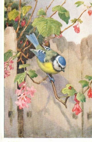 Vintage Art Postcard: Blue Tit Bird By Winifed Austen