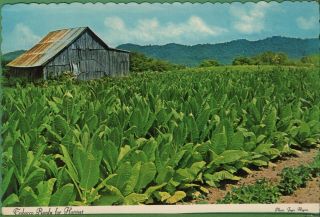 Vintage South Carolina Sc Postcard Tobacco Crop Plants Ready To Harvest 1966