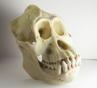 Rare Somso Pongo P.  Pygmaeus Skull Anatomical Model Ornag - Utan Natural Size Vtg